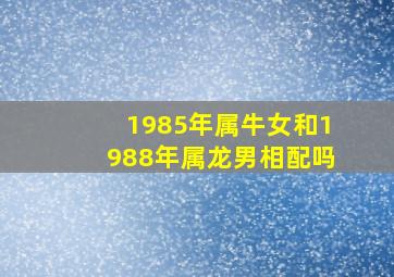 1985年属牛女和1988年属龙男相配吗