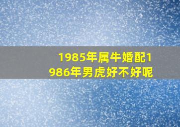 1985年属牛婚配1986年男虎好不好呢