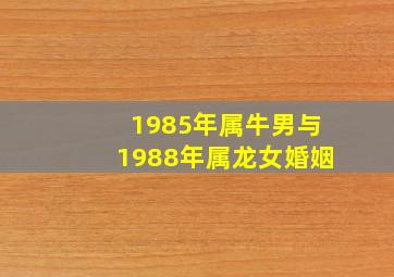 1985年属牛男与1988年属龙女婚姻