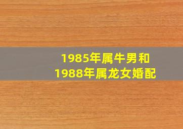 1985年属牛男和1988年属龙女婚配