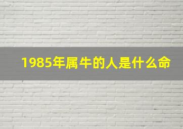 1985年属牛的人是什么命