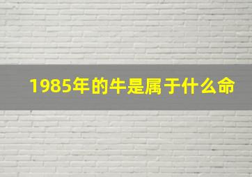 1985年的牛是属于什么命