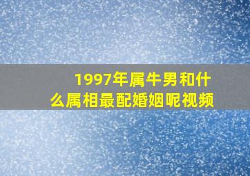 1997年属牛男和什么属相最配婚姻呢视频