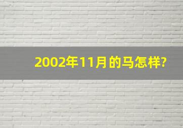 2002年11月的马怎样?