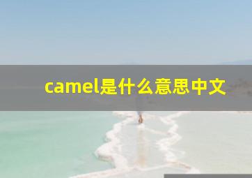 camel是什么意思中文